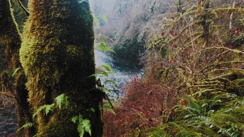 Slow Motion Shot Of River At Silver Falls State Park, Oregon. Stock Footage 204710690