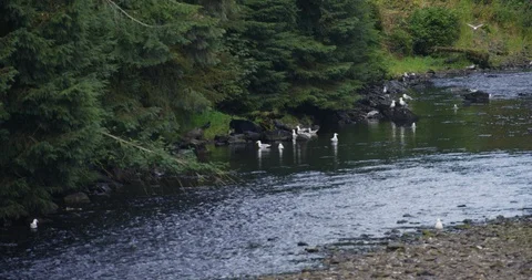Slow motion shot of river streaming near forest, birds resting at shore, Alaska Vidéo 123740685