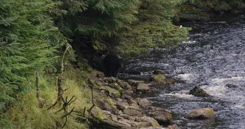 Slow motion shot of river streaming near forest with rocky shore, Alaska Vidéo 123740896