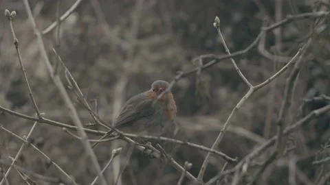 Slow Motion Shot of a Robin Perching on a Bush and Flying Away Stock Footage 236148770