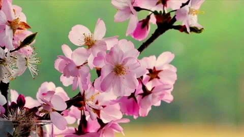 A slow-motion shot of rose petals falling from above Stock Footage 298012998
