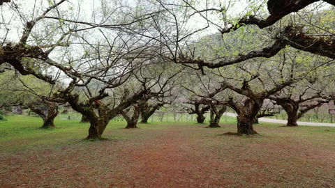 Slow motion shot of rows of plum trees planted in the field Stock Footage 288719113