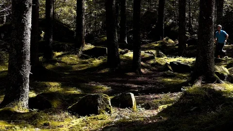 Slow motion shot of a runner running in the fir forest 動画素材 114177948