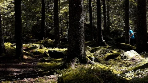 Slow motion shot of a runner running in the fir forest Stock-Footage 114177998