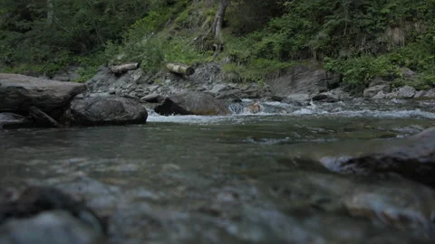 Slow motion shot of a running stream in a dense forest, wide shot Stock Footage 307706962
