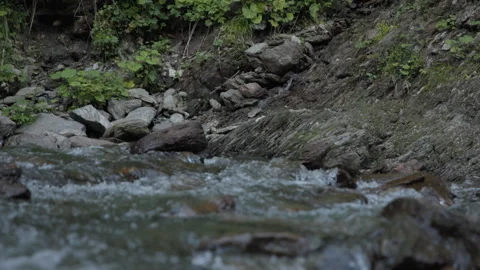 Slow motion shot of a running stream in a dense forest, close up Stock Footage 307707481