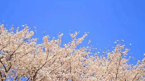 Slow Motion Shot of Sakura, Cherry blossom. Stock Footage 11426410