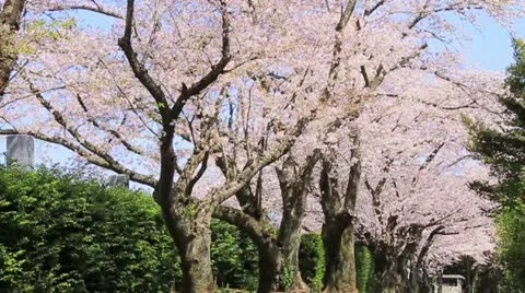 Slow Motion Shot of Sakura, Cherry blossom. Stock Footage 11426414