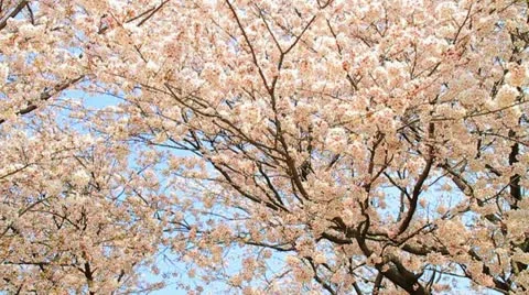 Slow Motion Shot of Sakura, Cherry blossom. Stock Footage 11426421