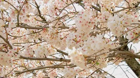 Slow Motion Shot of Sakura, Cherry blossom. Stock Footage 11426448