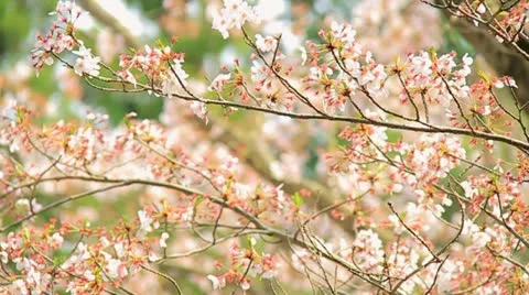 Slow Motion Shot of Sakura, Cherry blossom. Stock Footage 11426453