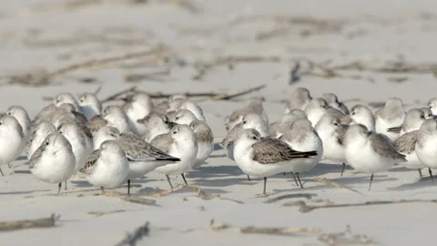 Slow motion shot of Sanderlings on a beach Stock Footage 167673448