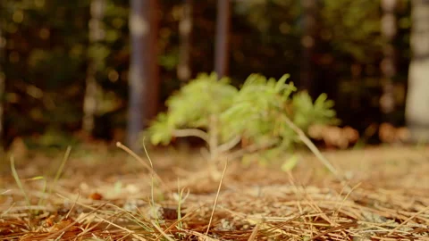 Slow motion shot of sapling pine tree growing with mature forest in background Stock Footage 324837039