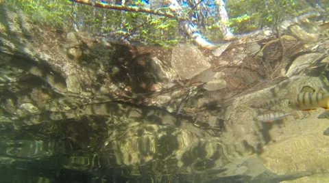 Slow-motion shot of a school of perch swimming near the waving water surface Stock Footage 55213248