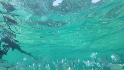 Slow motion shot of a school of silver fish swimming under old boat ropes Stock Footage 329033593
