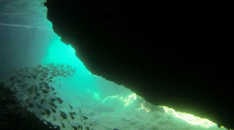 Slow motion shot of a school sweeper fish swimming below rocks in dramatic Stock Footage 47951652