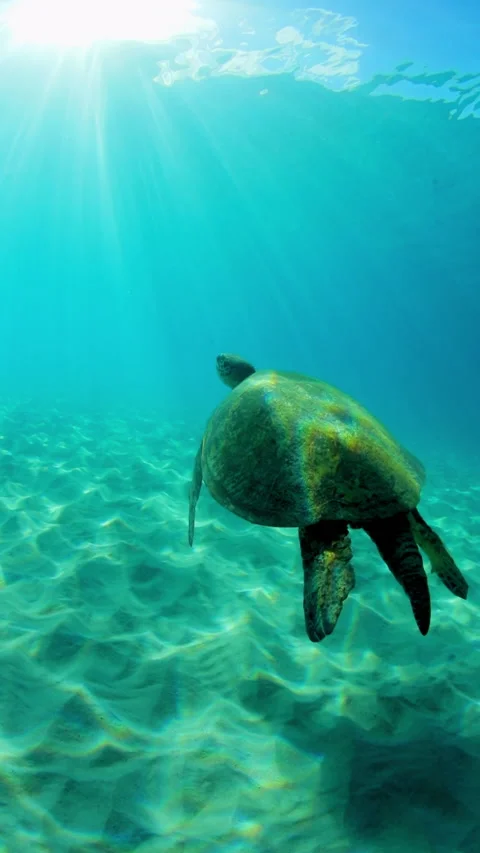 Slow Motion Shot Of Sea Turtle Flying In Deep Ocean - Waikiki, Hawaii Stock Footage 229921034