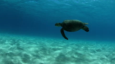 Slow Motion Shot Of Sea Turtle Swimming Over Sand Underwater - Oahu, Hawaii Stock Footage 243270813