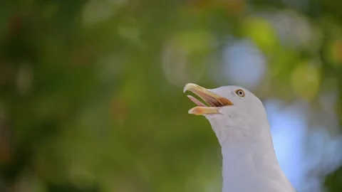 Slow motion shot of Seagull with beak wide open Stock Footage 286153250