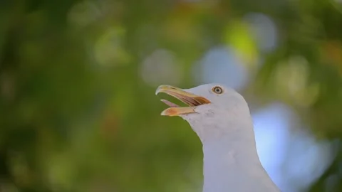 Slow motion shot of Seagull with beak wide open, 4k footage Stock Footage 287954248