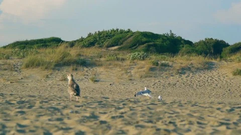 Slow motion shot of a seagull walking on the beach during golden hour. Stock Footage 107833986