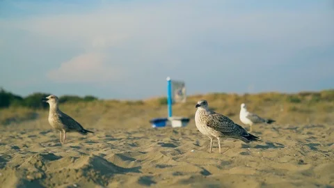 Slow motion shot of a seagull walking on the beach during golden hour. Stock Footage 107834518