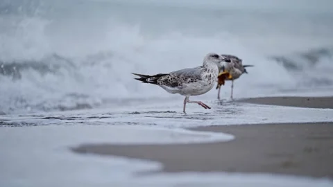 Slow-motion shot of a seagull walking on the shore with waves lapping gently at Stock Footage 299655070