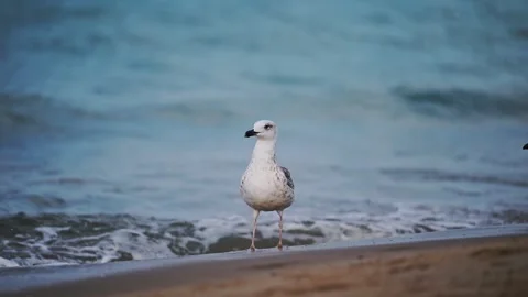 Slow motion shot of seagulls flying, landing and walking at the beach with the Stock Footage 286152846