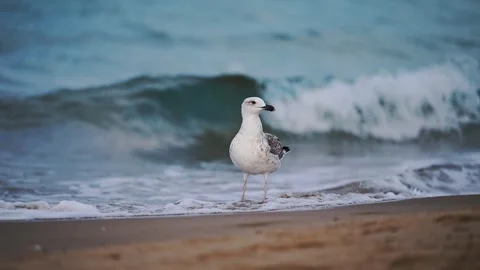 Slow motion shot of seagulls flying, landing and walking at the beach with the Stock Footage 288763451