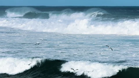 Slow motion shot of seagulls off Great Southern Ocean, Australia. Stock Footage 86881727