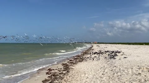 Slow motion shot of seagulls taking off on the beach in search of food in Stock Footage 231845018