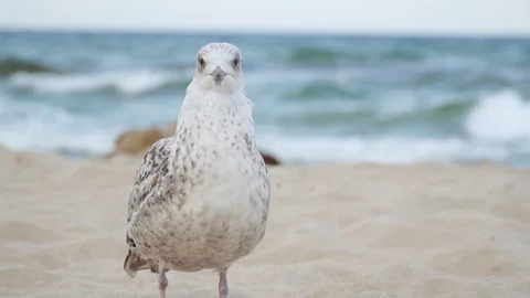 Slow motion shot of seagulls walking at the beach Stock Footage 253193284