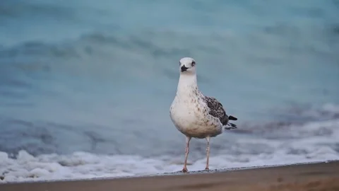 Slow motion shot of seagulls walking at the beach with the sea in the background Stock Footage 286152795