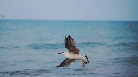 Slow motion shot of seagulls walking at the beach with the sea in the background Stock Footage 287952959
