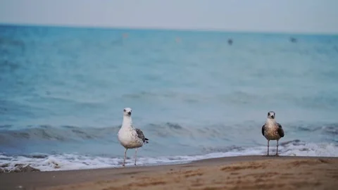 Slow motion shot of seagulls walking at the beach with the sea in the background Stock Footage 288763412