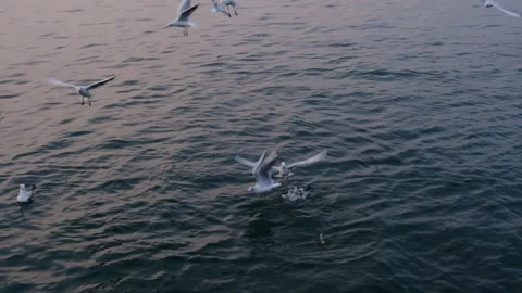 Slow motion shot of seaguls catching food in water Stock Footage 144428807