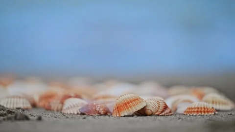 Slow-motion shot of seashells on the beach with the waves moving rhythmically in Stock Footage 297901607