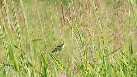 Slow Motion Shot of Sedge Warbler in a Meadow, UK Stock Footage 343756490