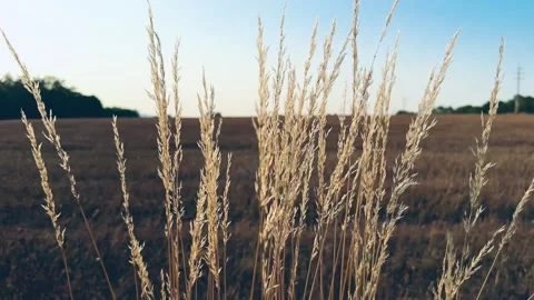 A slow-motion shot of a sheaf of grain swaying in a gentle breeze, with a blu Видео 343911539