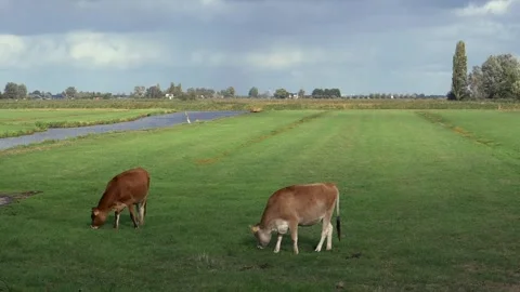 A Slow Motion Shot of Sheep Grazing Near Canal in Amsterdam Countryside Stock Footage 332104076