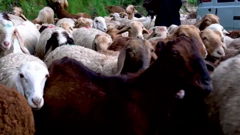 Slow motion shot of sheep head in Pakistan (2) Stock Footage 252123114