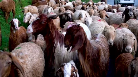 Slow motion shot of sheep head in Pakistan (3) Stock Footage 252123134