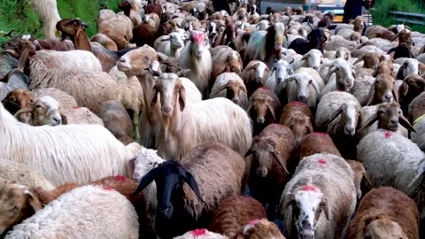 Slow motion shot of sheep head in Pakistan Stock-Footage 252123164