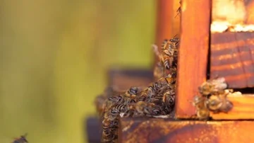 Slow motion shot of side of bee hive with bees coming in to land Stock-Footage 85513372