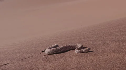 Slow motion shot of sidewinder/Peringuey's adder moving across the sand dune Stock Footage 64697687