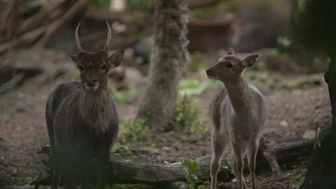 Slow motion shot of Sika deer (Cervus nippon) Stock Footage 88860047