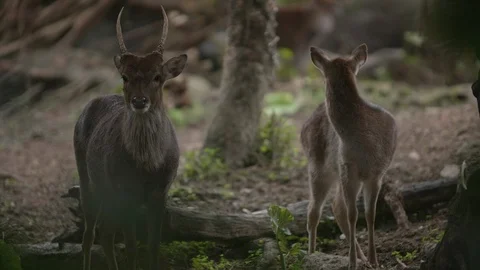 Slow motion shot of Sika deer (Cervus nippon) Stock Footage 88860652