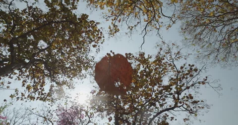 Slow motion shot of single dried leaf falling from tree in dry season Stock Footage 306013763