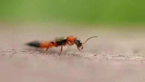 Slow Motion shot of Slender Rove Beetle (Staphylinidae), Foxearth Meadows, UK Stock Footage 343623315