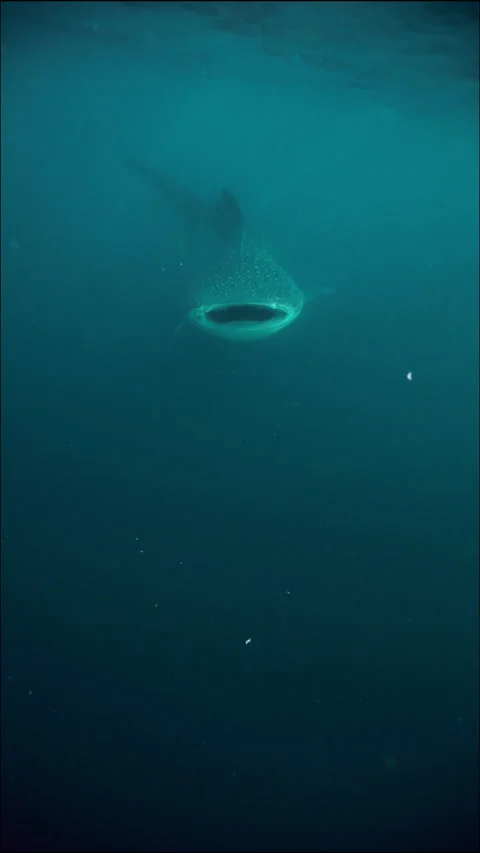 Slow Motion Shot Of Slow-Moving Whale Shark Swimming With Open Mouth While Stock Footage 231740849